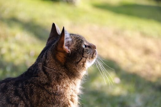 cancelacion de antecedentes policiales 3