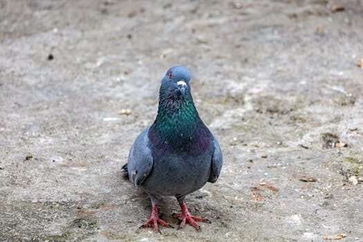 Cancelación de factores comunes en fracciones 8 cancelacion de factores comunes 3