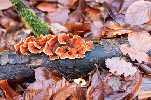 dni tie y nie diferencias 1