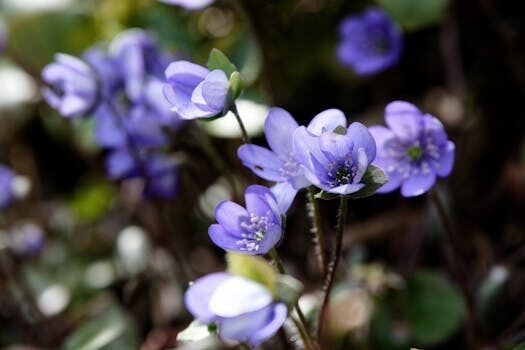 dni tie y nie diferencias 3