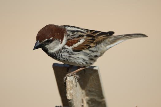 IXESP, NIE, IDESP y DNI: ¿qué son? 7 ixesp nie idesp y dni que son 2